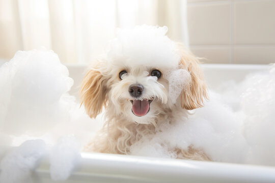 Funny white toy poodle in a bubble foam bath. Satisfied white curly dog bathing in the tub. Generative Ai.