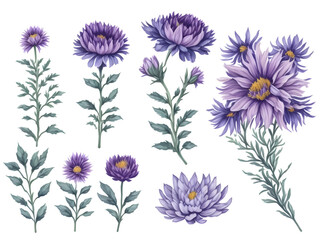 set of watercolor aster flower on transparent background, generative ai - obrazy, fototapety, plakaty