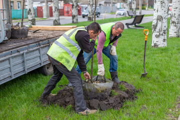 Gardeners in work clothes are planting a tree in a dug hole in a city alley. Landscaping of...