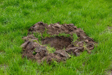 Fototapeta premium Digging a hole for planting a tree in garden, or city streets.