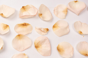 Fototapeta premium Dry pink rose isolated on a white background.