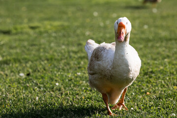 White domestic geese at the poultry farm stand on the green grass and nibble grass in nature on a hot sunny day. Breeding of birds. Household.