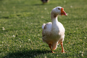 White domestic geese at the poultry farm stand on the green grass and nibble grass in nature on a hot sunny day. Breeding of birds. Household.