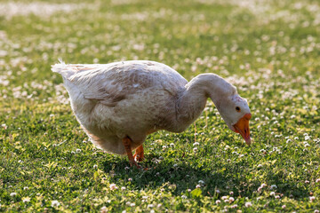 White domestic geese at the poultry farm stand on the green grass and nibble grass in nature on a hot sunny day. Breeding of birds. Household.