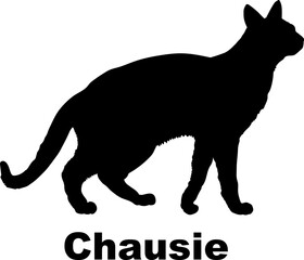 Chausie Cat silhouette cat breeds
