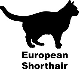 European Shorthair. Cat silhouette cat breeds