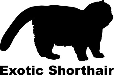 Obraz na płótnie Canvas Exotic Shorthair Cat silhouette cat breeds