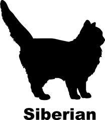  Siberian Cat silhouette cat breeds