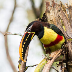 Araçari-castanho Pteroglossus castanotis Chestnut-eared Aracari
