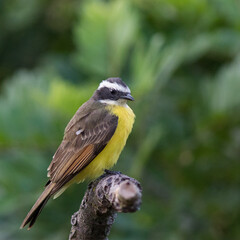 Bentevizinho-de-asa-ferrugínea
Myiozetetes cayanensis
Rusty-margined Flycatcher