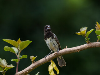 Baiano
Sporophila nigricollis
Yellow-bellied Seedeater