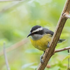 Cambacica
Coereba flaveola
Bananaquit