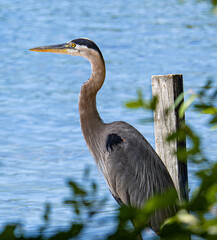 Blue Heron