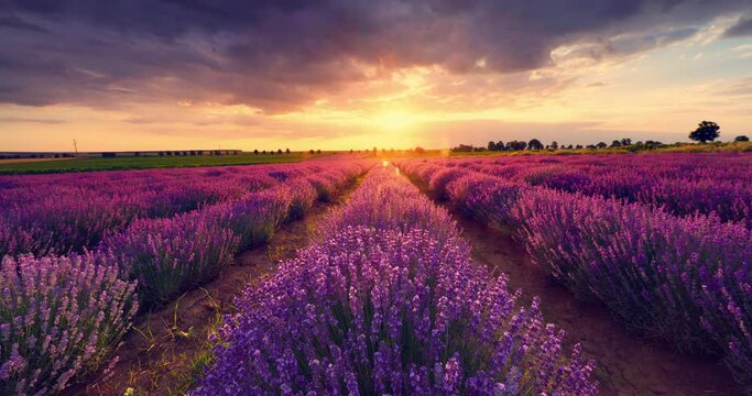 Color sunset with dramatic clouds over purple blooming lavender field rows