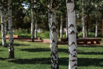 Russian nature and culture. Beautiful background of birch trunks, wood texture. Birch with blossoming leaves in early spring.