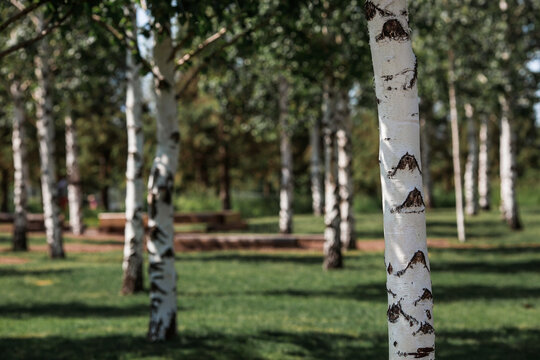 Russian nature and culture. Beautiful background of birch trunks, wood texture. Birch with blossoming leaves in early spring.