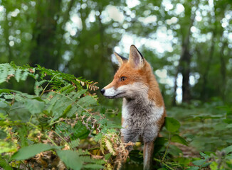 Naklejka premium Portrait of a Red fox in a forest