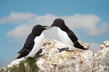 Close-up of two Razorbills bonding on a cliff