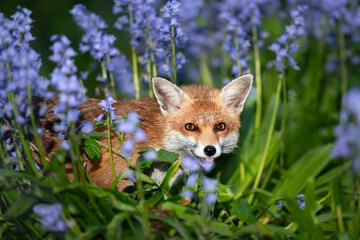 Red fox amongst bluebells in spring