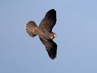 Peregrine falcon (Falco peregrinus)