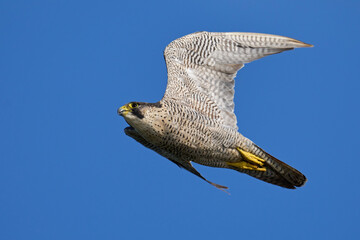 Peregrine falcon (Falco peregrinus)