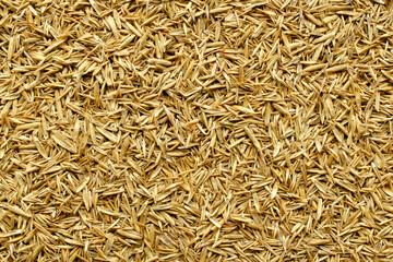 Heap of seeds of fescue grass, festulolium close-up, background, texture, top view. Lawn grass seeds as a background, top view. Dry seeds of perennial herbs, background, texture, top view.