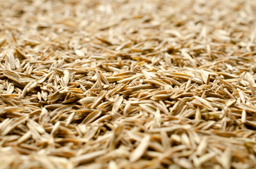 Heap of seeds of fescue grass, festulolium close-up, background, texture, top view. Lawn grass seeds as a background, top view. Dry seeds of perennial herbs, background, texture, top view.