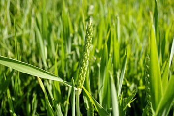 green wheat field