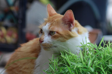 Orange cat likes to eat Bamboo Plants.