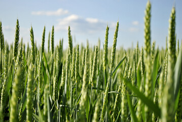 green wheat field and sky