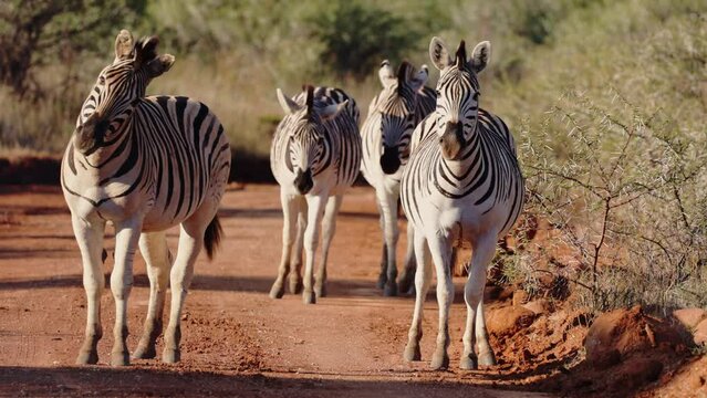 a zebra tilting her head