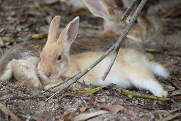 Fototapeta premium くつろぐ子うさぎ （広島県 大久野島）