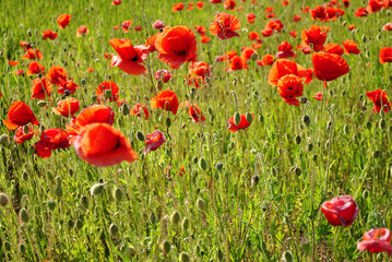 Obraz premium field of poppies