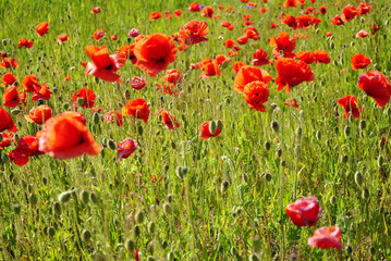Fototapeta premium flowers in field