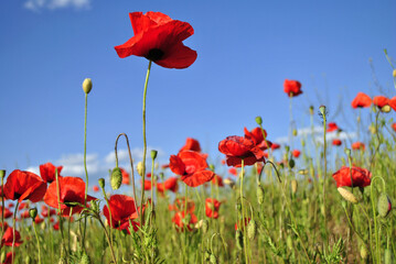 Fototapeta premium red poppy field