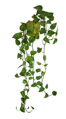 Plante retombante ou suspendue. Feuillage comme philodendron, potos ou lierre dans un pot en c√©ramique jaune © Oli_of_the_valley