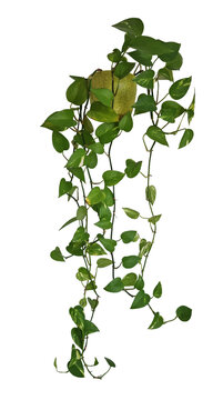 Plante retombante ou suspendue. Feuillage comme philodendron, potos ou lierre dans un pot en c&radic;&copy;ramique jaune