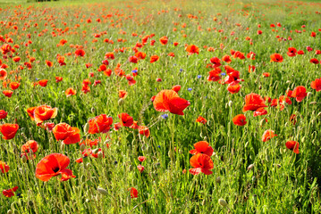 field of red poppies