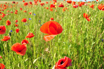 field of poppies