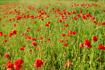 field of poppies
