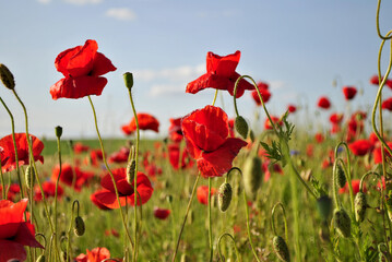 Obraz premium red flowers