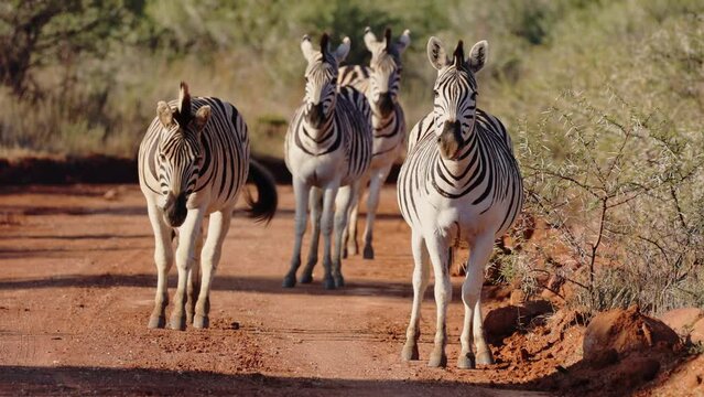 A herd of zebra on the road in golden light