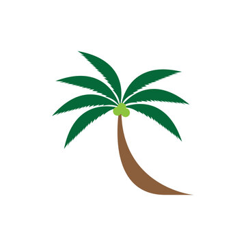 Coconut tree (Cocos nucifera). Set of realistic vector illustrations on white background.