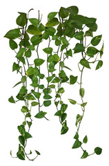 Plante retombante ou liane suspendue. Feuillage comme philodendron, potos ou lierre.  © Oli_of_the_valley