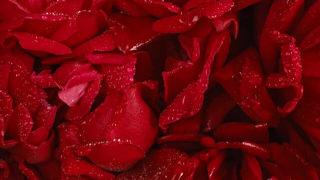 Red roses with ruby gem in ring, wet petals on big bud. Summer floral carpet