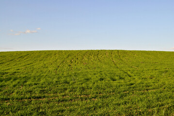 green field and blue sky