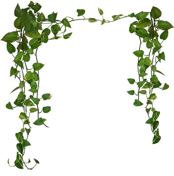 Plante retombante ou suspendue. Feuillage comme philodendron, potos ou lierre. Lianes formant une arche.
