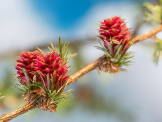 Nahaufnahme von männlichen und weiblichen Blüten an einen kleinen Ast der Europäischen Lärche...