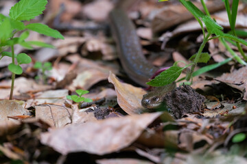 Close-up portrait of slow worm (Anguis fragilis) It is also called a deaf adder, a blindworm or hazelworm. . Legless lizard crawling under a green leaf in the forest