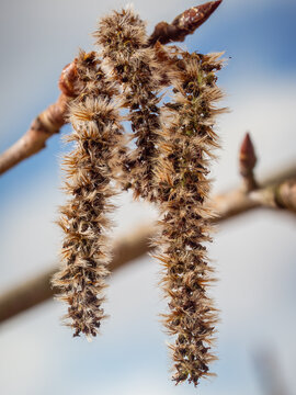 An einen kleinen Ast der Zitterpappel (Populus tremula) h&auml;ngen reife weibliche Bl&uuml;tenk&auml;tzchen.